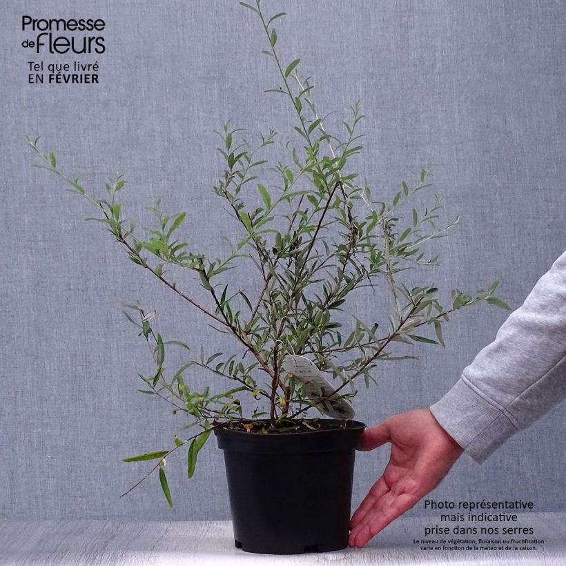 Exemplaar van Buddleja alternifolia - Vlinderstruik Pot van 3 l/4 l zoals geleverd in de herfst