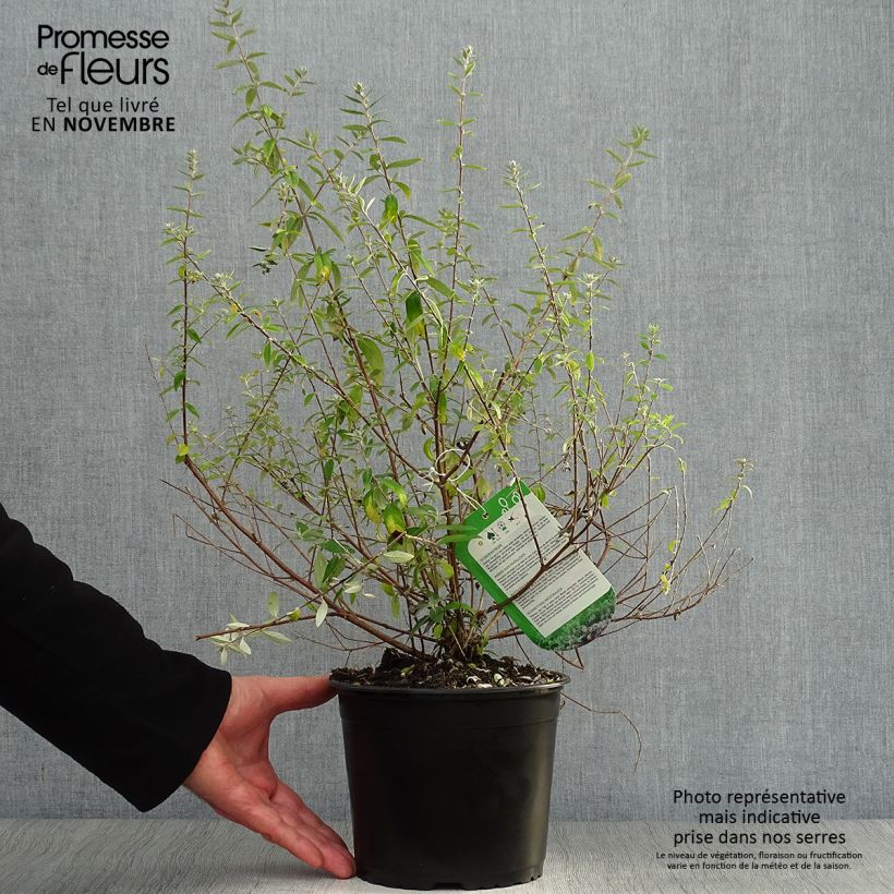 Exemplaar van Buddleja alternifolia Unique - Vlinderstruik Pot van 3 l/4 l zoals geleverd in de herfst