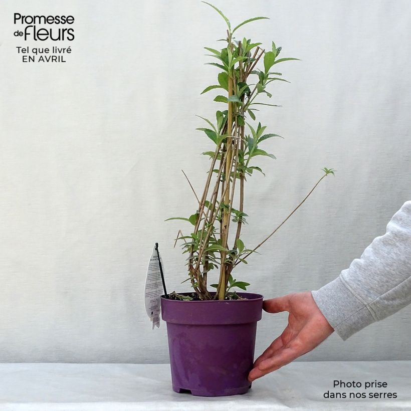 Exemplaar van Vlinderstruik Berries and Cream - Buddleja davidii Pot van 3 l/4 l zoals geleverd in de lente