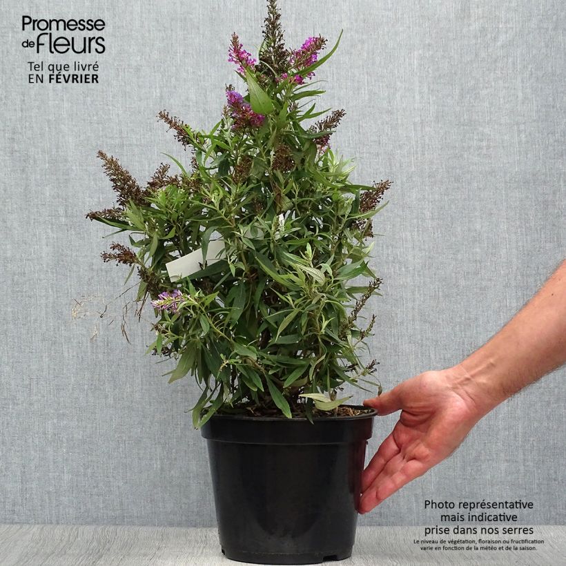 Exemplaar van Vlinderstruik Butterfly Tower - Buddleja davidii Pot van 4 l/5 l zoals geleverd in de herfst