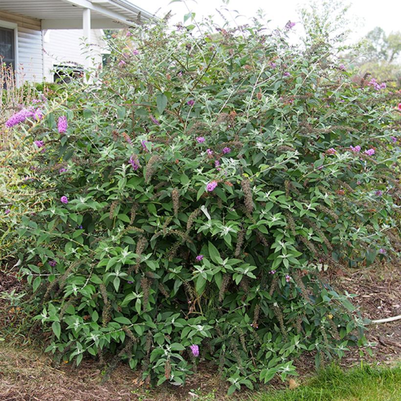 Herfstsering Flower Power (Bicolor) - Buddleja (Groeiplaats)