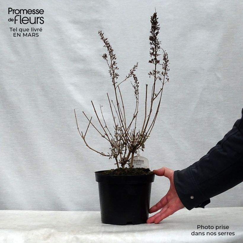 Exemplaar van Vlinderstruik Marbled Wit - Buddleja davidii Pot van 2 l/3 l zoals geleverd in de lente