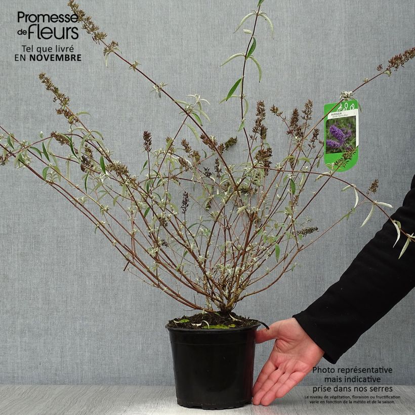 Exemplaar van Vlinderstruik Nanho Blauw - Buddleja davidii Pot van 3 l/4 l zoals geleverd in de herfst