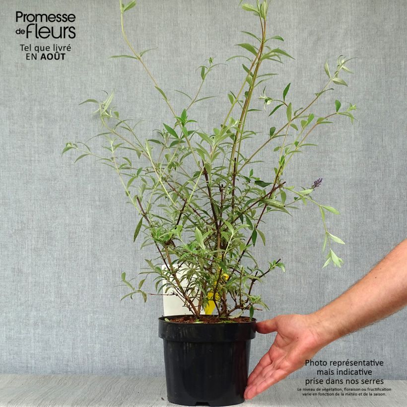 Exemplaar van Vlinderstruik Nanho Blauw - Buddleja davidii Pot van 3 l/4 l zoals geleverd in de zomer