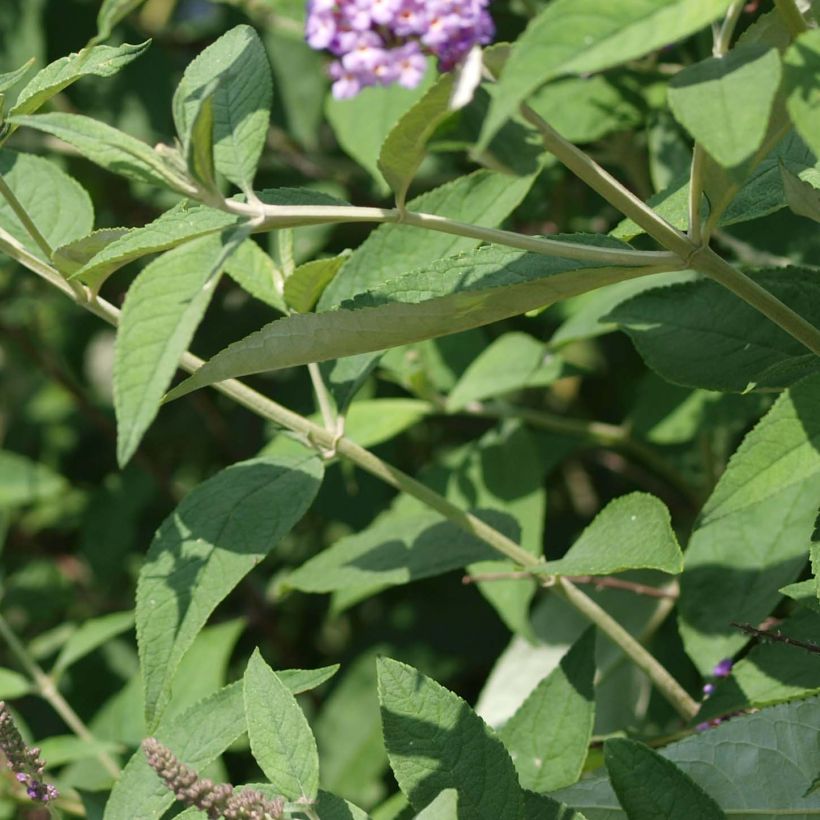 Vlinderstruik Nanho Paars - Buddleja davidii (Blad)