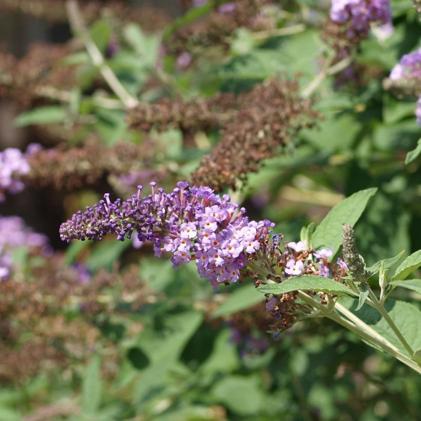 Vlinderstruik Nanho Paars - Buddleja davidii (Bloei)