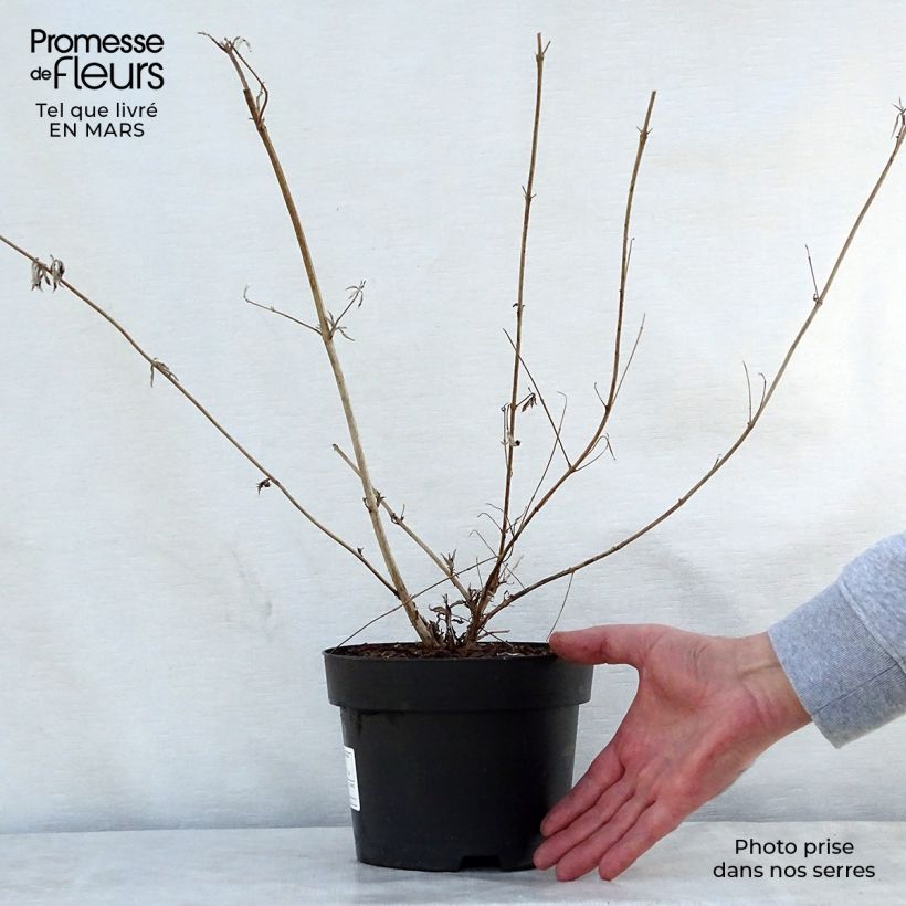 Exemplaar van Vlinderstruik Nanho Paars - Buddleja davidii Pot van 2 l/3 l zoals geleverd in de lente