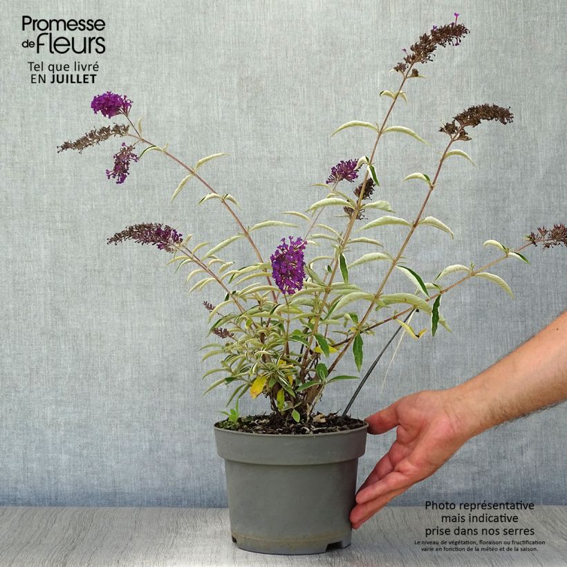 Exemplaar van Vlinderstruik Nanho Paars - Buddleja davidii Pot van 2 l/3 l zoals geleverd in de zomer