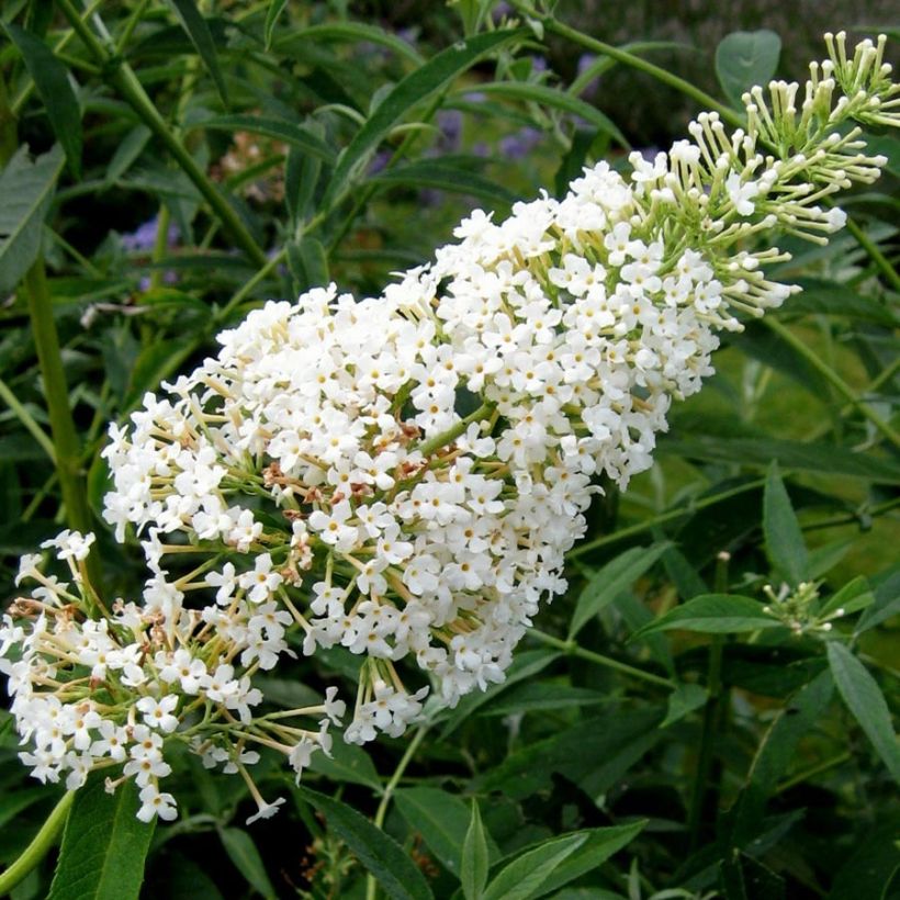 Vlinderstruik Nanho Wit - Buddleja davidii (Bloei)