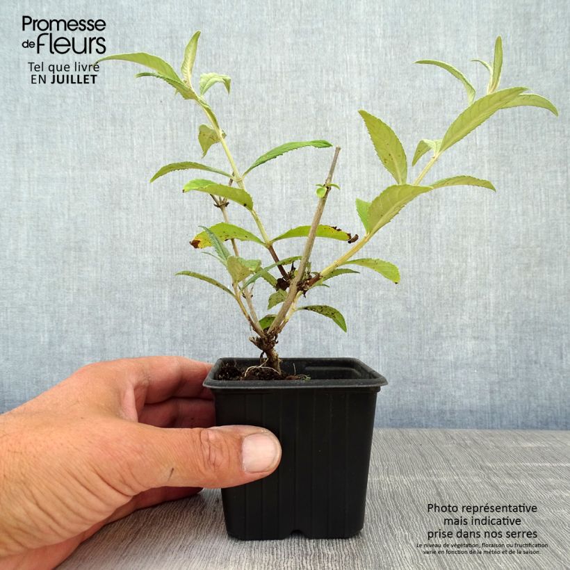 Exemplaar van Vlinderstruik Pink Delight - Buddleja davidii Kweekpotje van 8/9 cm zoals geleverd in de zomer