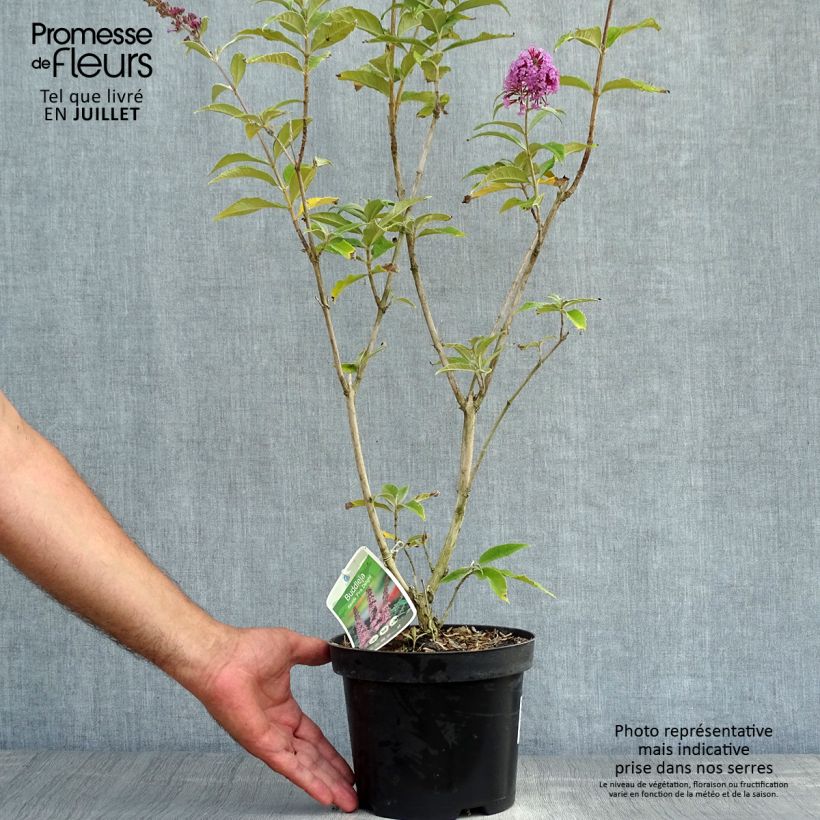 Exemplaar van Vlinderstruik Pink Delight - Buddleja davidii Pot van 3 l/4 l zoals geleverd in de zomer