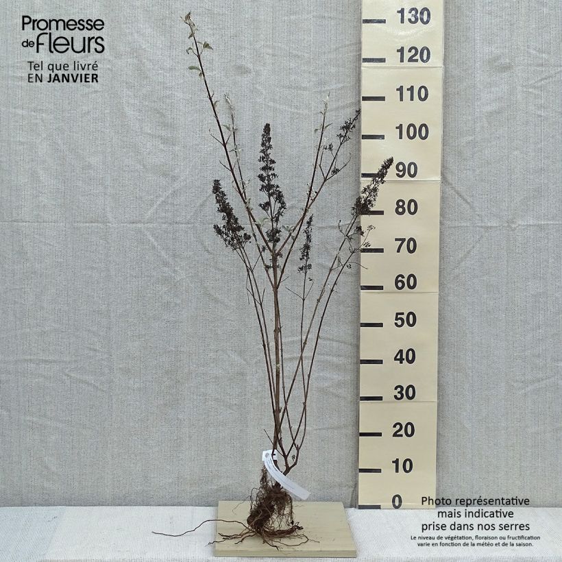 Exemplaar van Vlinderstruik Pink Delight - Buddleja davidii Naakte wortel zoals geleverd in de winter