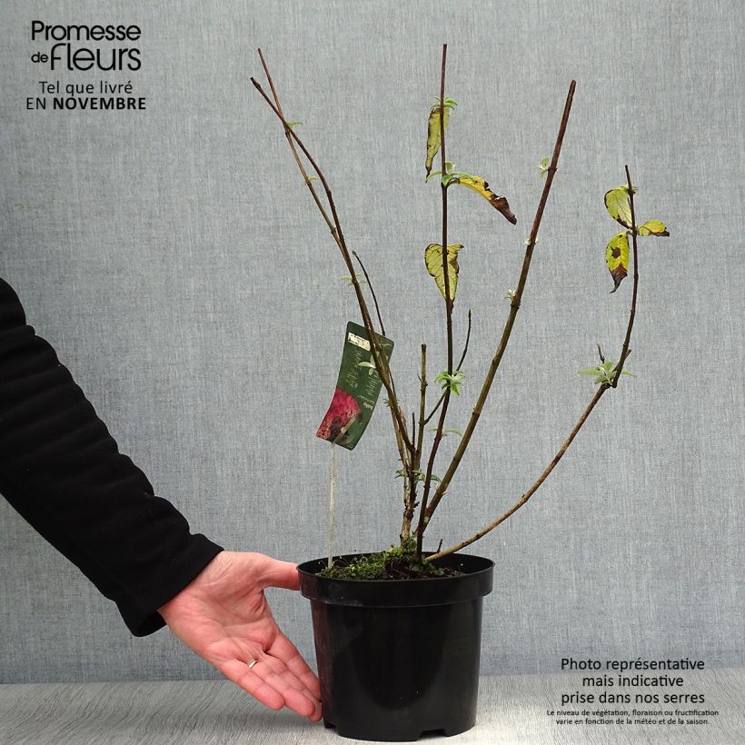 Exemplaar van Vlinderstruik Pink Panther - Buddleja davidii Pot van 2 l/3 l zoals geleverd in de herfst