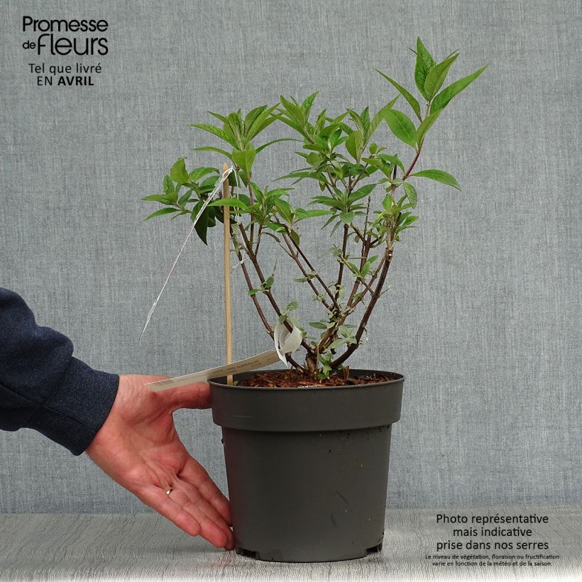 Exemplaar van Vlinderstruik Pink Panther - Buddleja davidii Pot van 2 l/3 l zoals geleverd in de lente