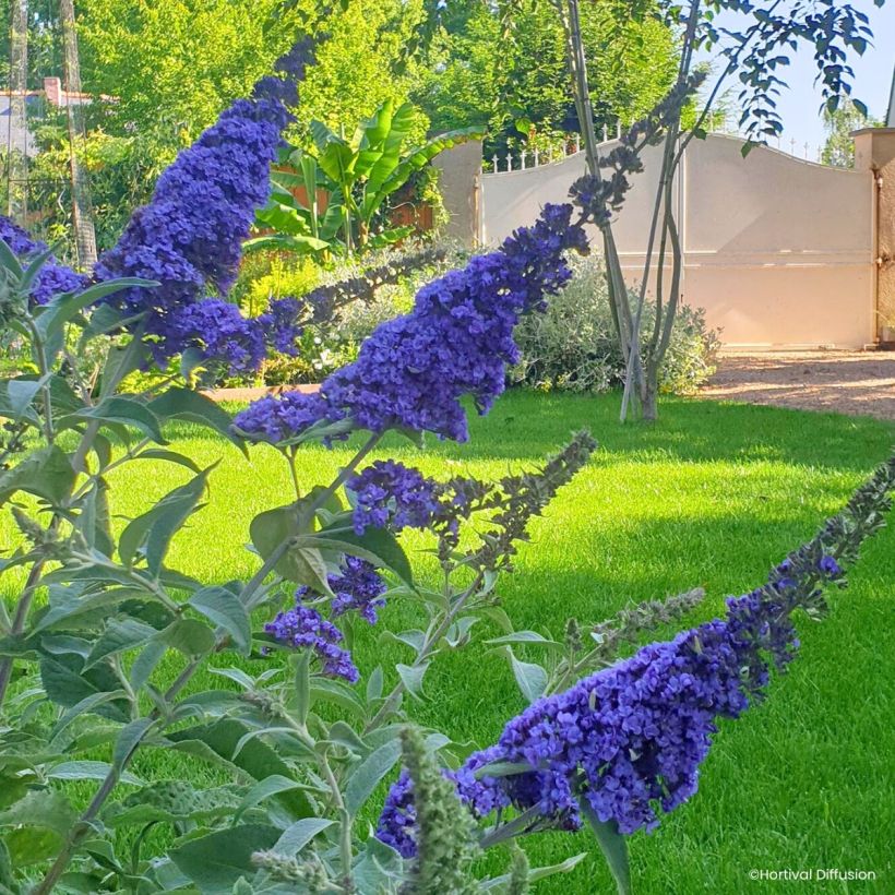 Vlinderstruik Rêve de Papillon Blue - Buddleja davidii (Bloei)