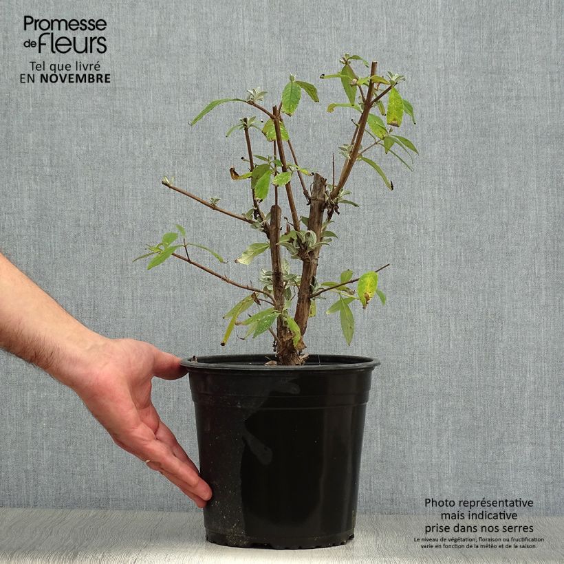 Exemplaar van Vlinderstruik Rêve de Papillon Roze - Buddleja davidii Pot van 4 l/5 l zoals geleverd in de herfst