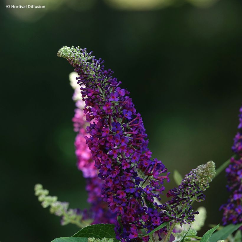 Vlinderstruik Rêve de Papillon Violet - Buddleja davidii (Bloei)