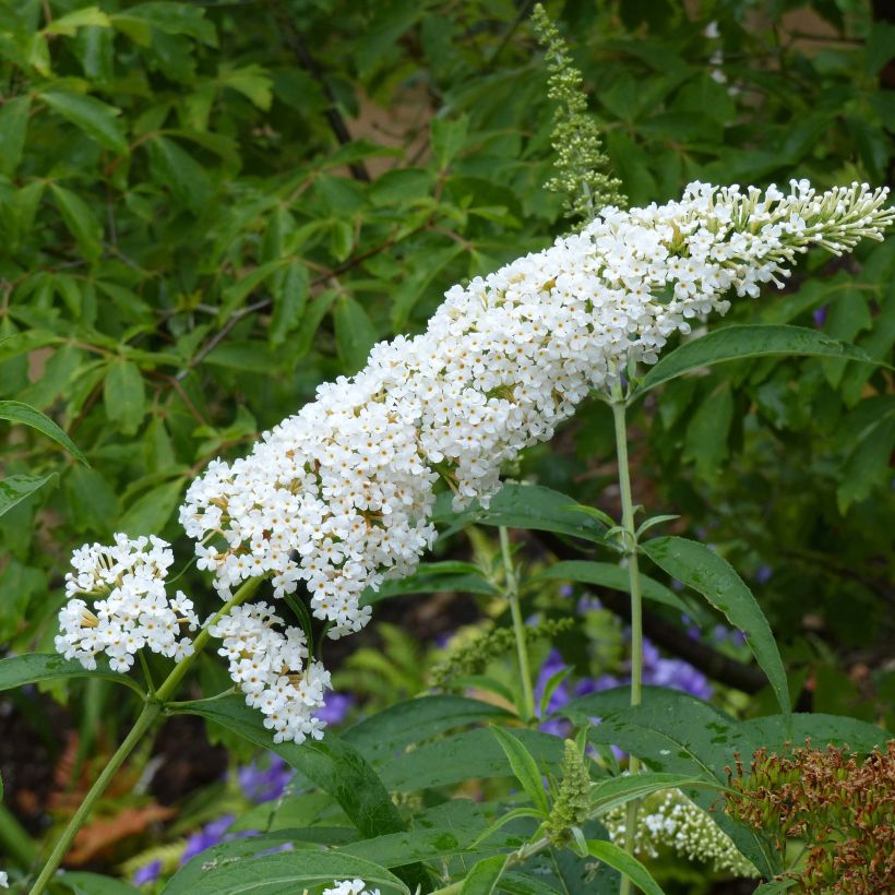 Vlinderstruik Rêve de Papillon Wit - Buddleja davidii (Bloei)