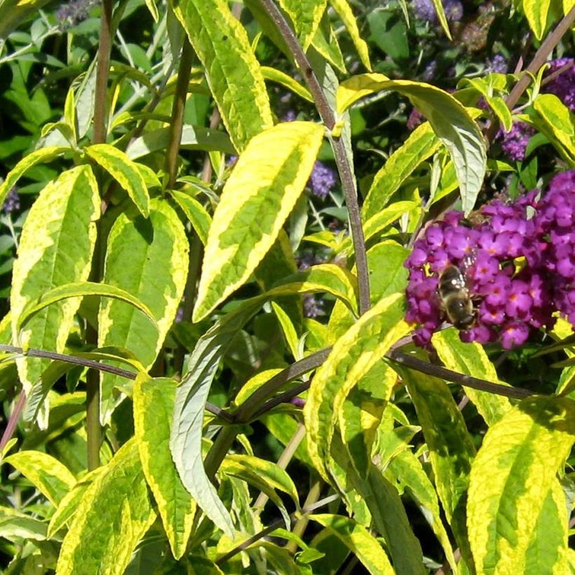 Vlinderstruik Santana - Buddleja davidii (Blad)