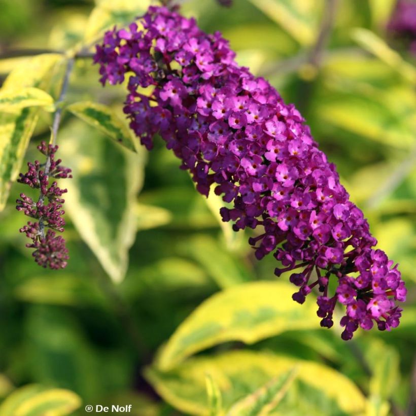 Vlinderstruik Santana - Buddleja davidii (Bloei)