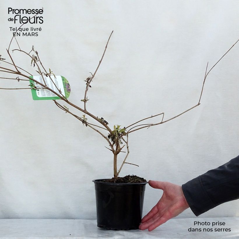 Exemplaar van Vlinderstruik Santana - Buddleja davidii Pot van 2 l/3 l zoals geleverd in de lente