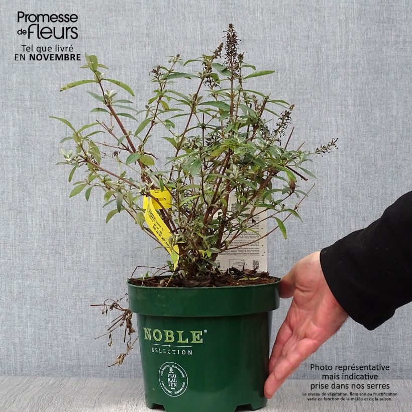 Exemplaar van Vlinderstruik Sophie - Buddleja davidii Pot van 2 l/3 l zoals geleverd in de herfst