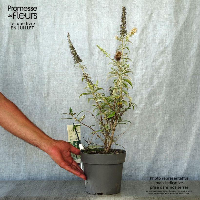Exemplaar van Vlinderstruik White Ball - Buddleja davidii Pot van 3 l/4 l zoals geleverd in de zomer