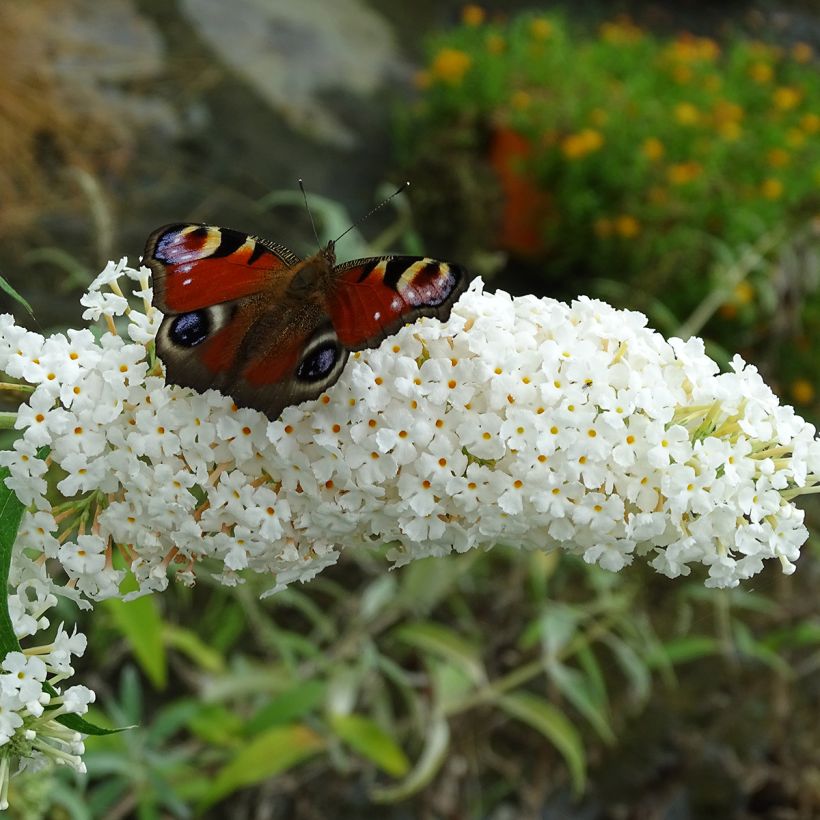 Vlinderstruik White Profusion - Buddleja davidii (Bloei)