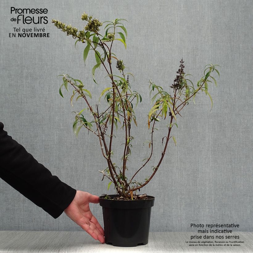 Exemplaar van Vlinderstruik White Profusion - Buddleja davidii Pot van 3 l/4 l zoals geleverd in de herfst