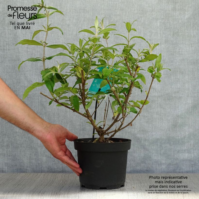 Exemplaar van Vlinderstruik White Profusion - Buddleja davidii Pot van 3 l/4 l zoals geleverd in de lente