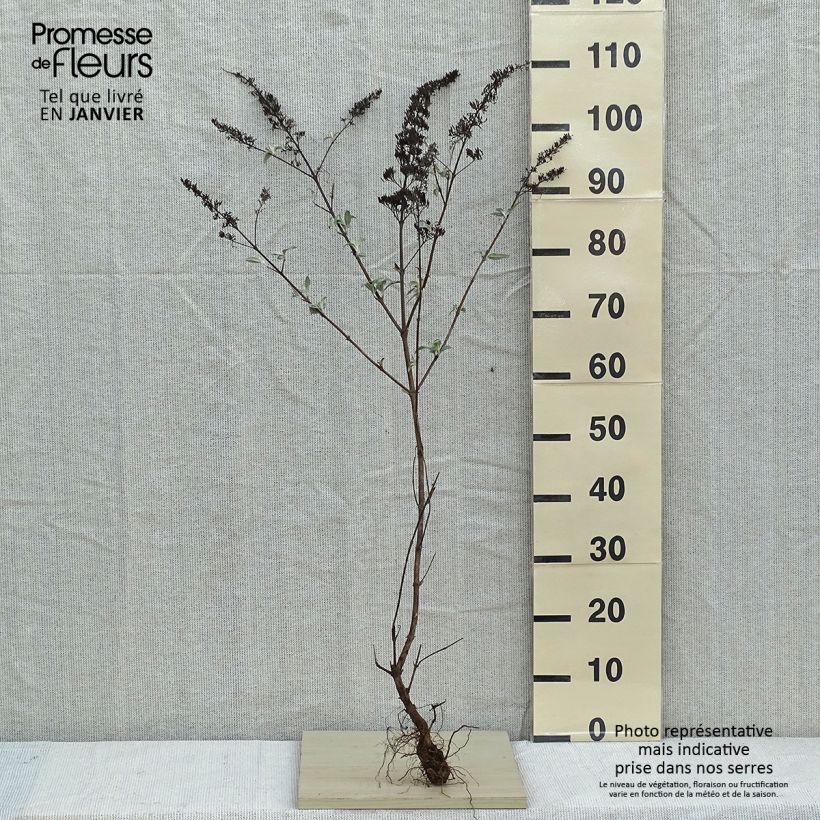 Exemplaar van Vlinderstruik White Profusion - Buddleja davidii Naakte wortel zoals geleverd in de winter