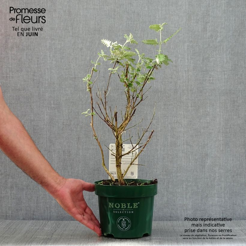 Exemplaar van Buddleja glomerata Silver Service - Herfstsering Pot van 3 l/4 l zoals geleverd in de zomer