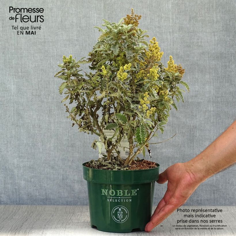 Exemplaar van Buddleja glomerata Silver Service - Herfstsering Pot van 3 l/4 l zoals geleverd in de lente