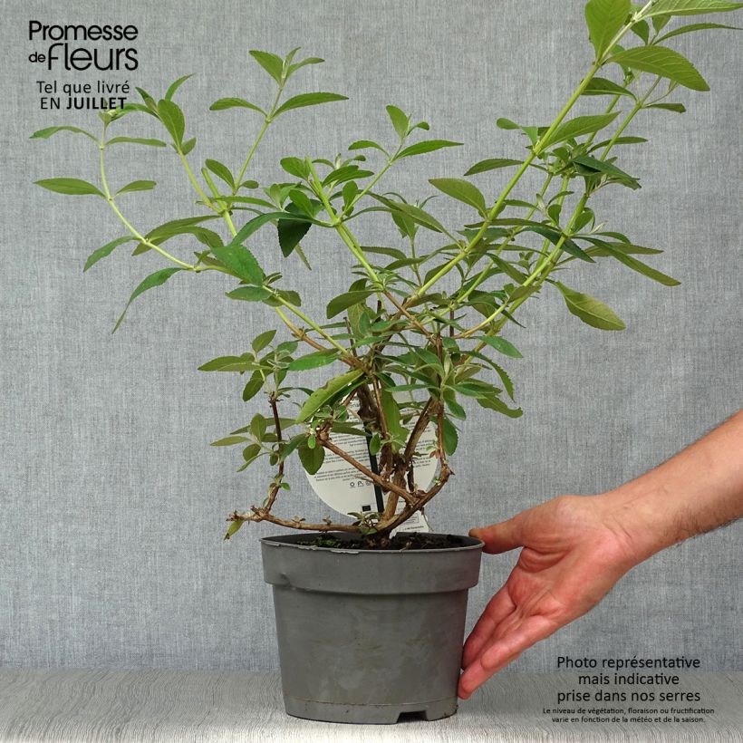 Exemplaar van Herfstsering Sungold - Buddleja Pot van 2 l/3 l zoals geleverd in de zomer