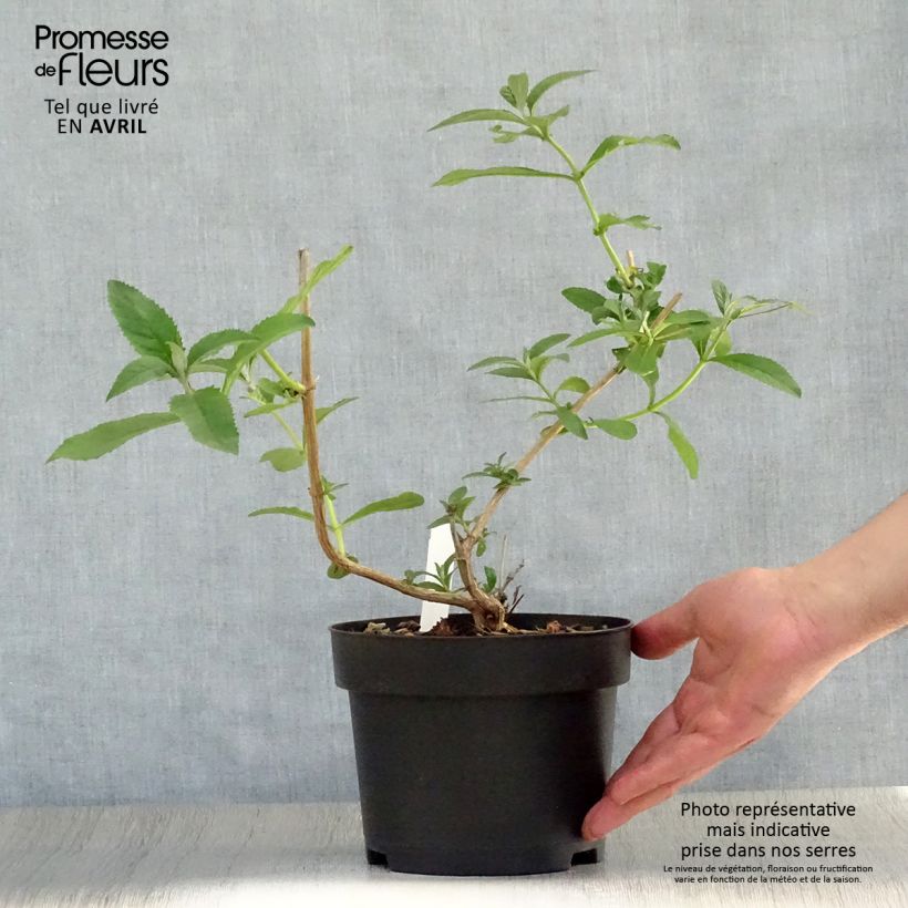 Example of Herfstsering Sungold - Buddleja Pot van 2 l/3 l as you get in printemps