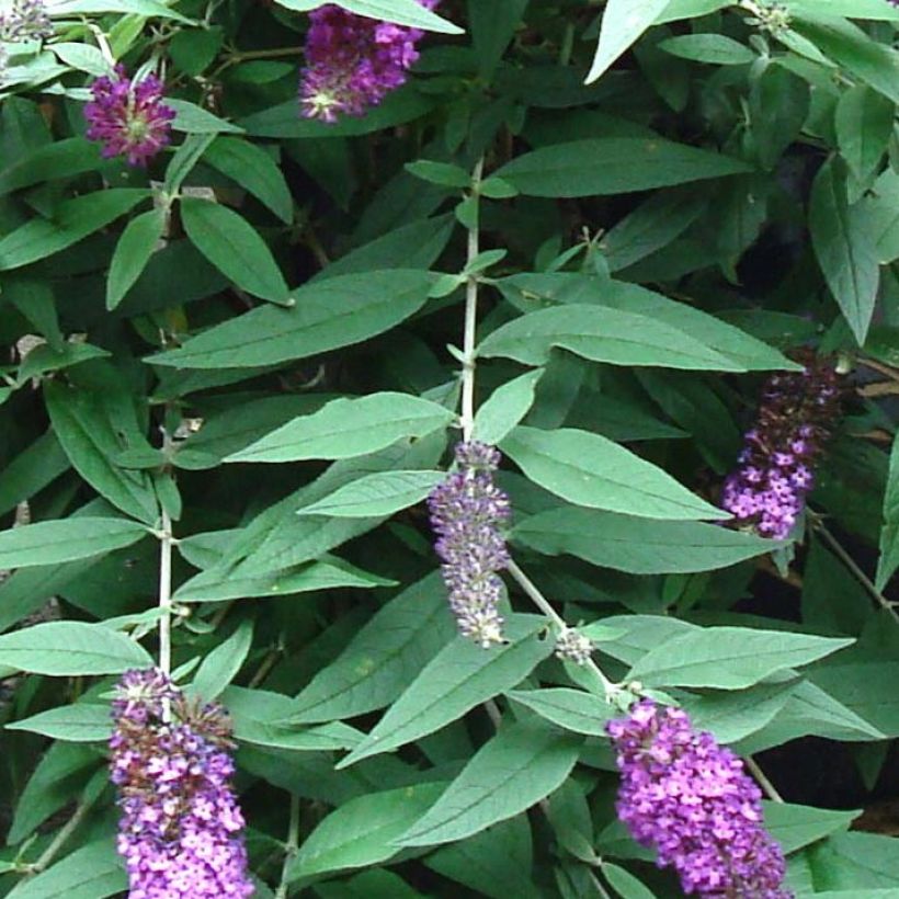 Vlinderstruik BLOOMTASTIC Dreaming Lavender - Buddleja davidii (Blad)