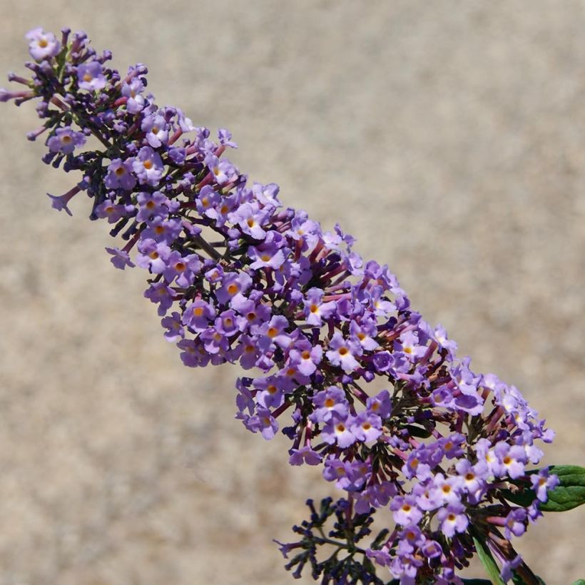 Vlinderstruik BLOOMTASTIC Dreaming Lavender - Buddleja davidii (Bloei)