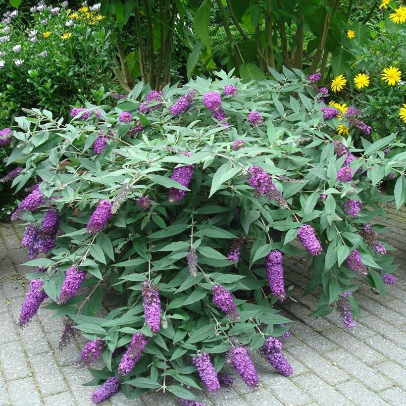 Vlinderstruik BLOOMTASTIC Dreaming Lavender - Buddleja davidii (Groeiplaats)