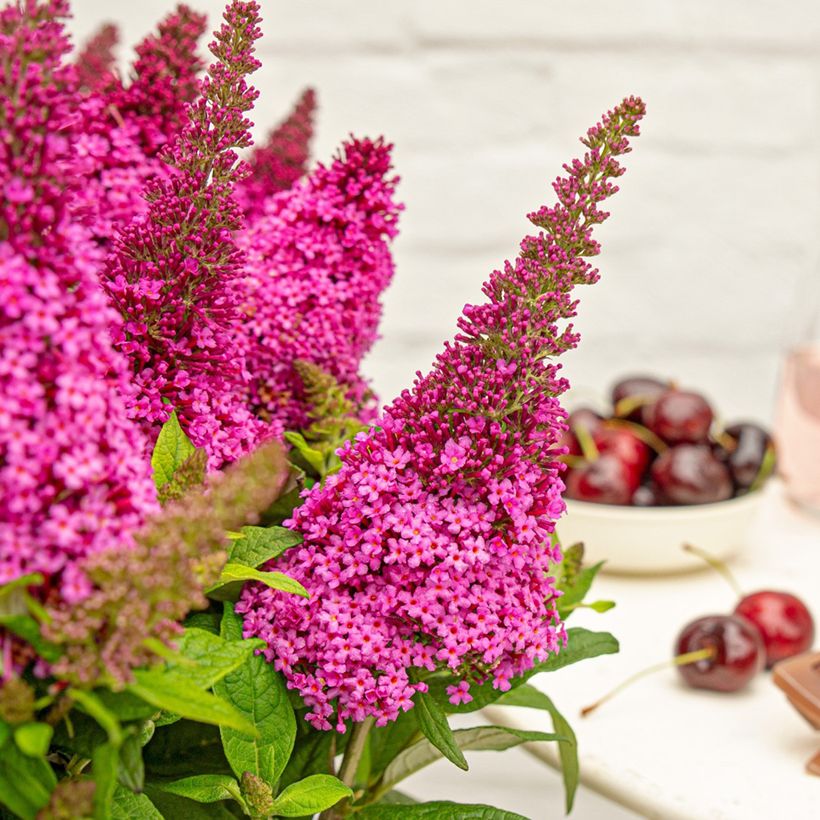 Vlinderstruik Butterfly Candy Little Cerise - Buddleja davidii (Bloei)