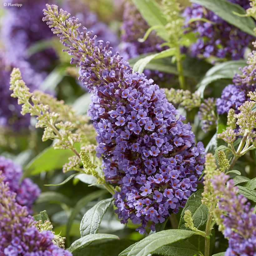 Vlinderstruik Butterfly Candy Little Lila - Buddleja davidii (Bloei)