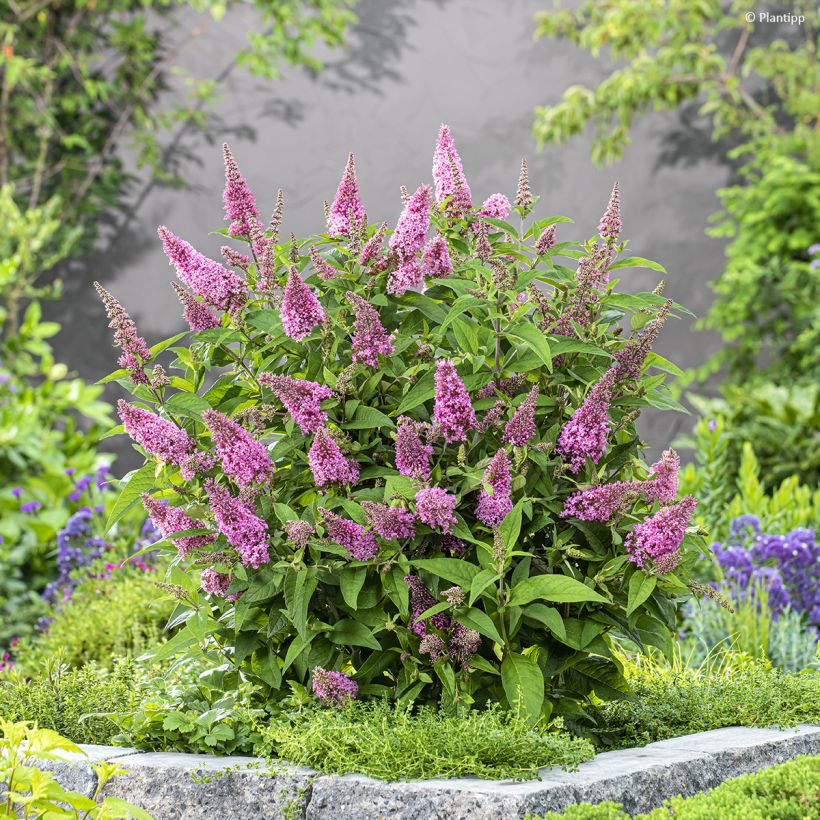 Vlinderstruik Butterfly Candy Little Roze - Buddleja davidii (Groeiplaats)