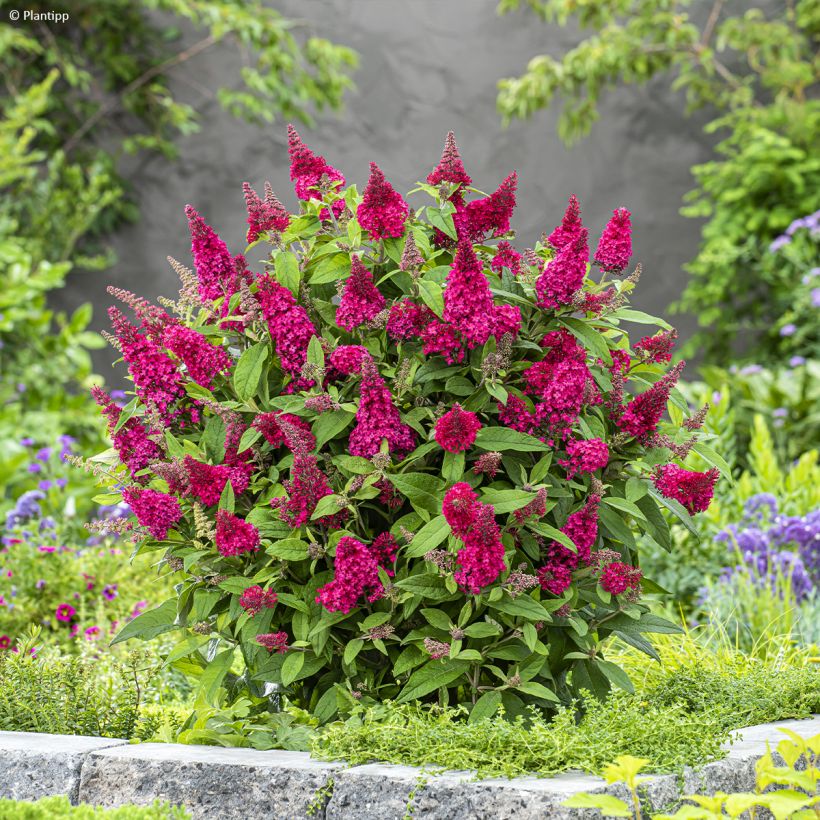 Vlinderstruik Butterfly Candy Little Ruby - Buddleja davidii (Groeiplaats)