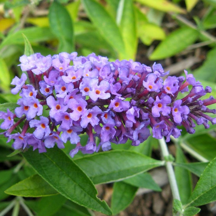 Buddleja Flutterby Peace - Vlinderstruik (Bloei)