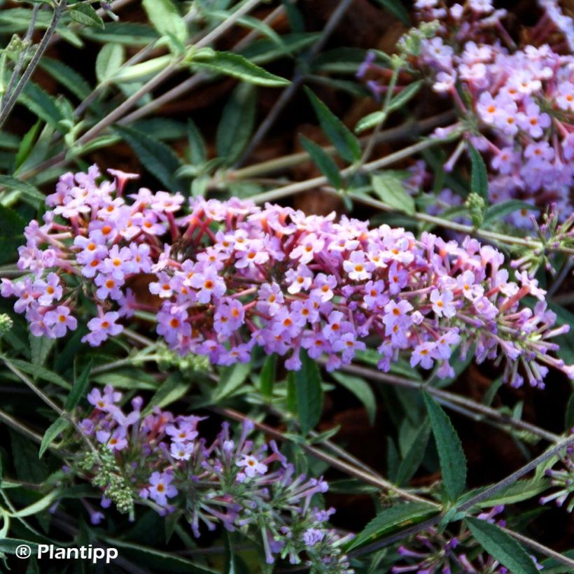 Vlinderstruik Free Petite Lavender Flow - Buddleja davidii (Bloei)