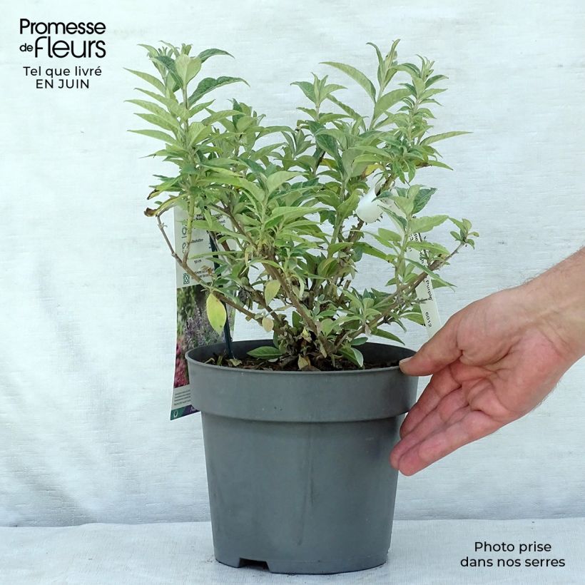 Exemplaar van Vlinderstruik High Five Paars - Buddleja davidii Pot van 2 l/3 l zoals geleverd in de zomer