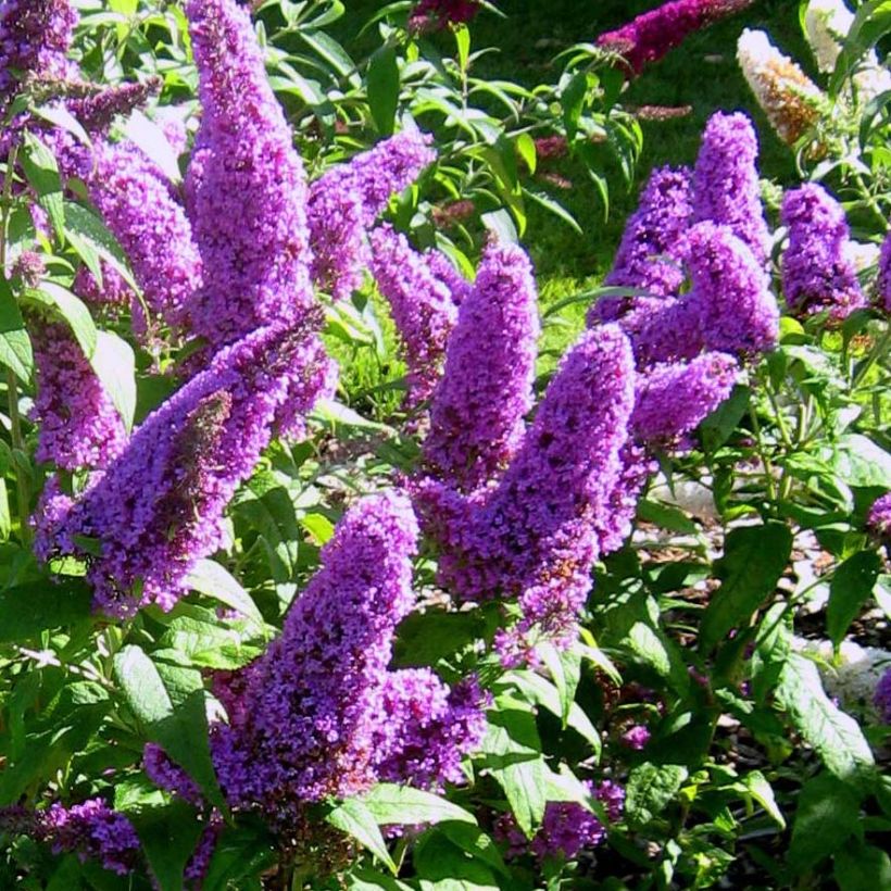 Vlinderstruik Peacock - Buddleja davidii (Bloei)