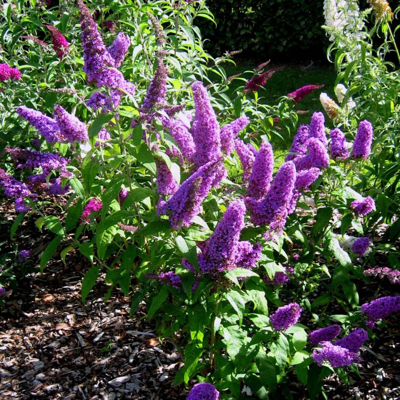 Vlinderstruik Peacock - Buddleja davidii (Groeiplaats)