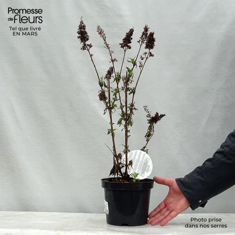 Exemplaar van Vlinderstruik Peacock - Buddleja davidii Pot van 3 l/4 l zoals geleverd in de lente