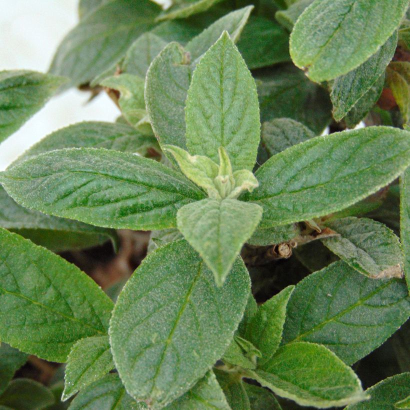 Vlinderstruik Lo and Behold Roze Micro Chip - Buddleja davidii (Foliage)