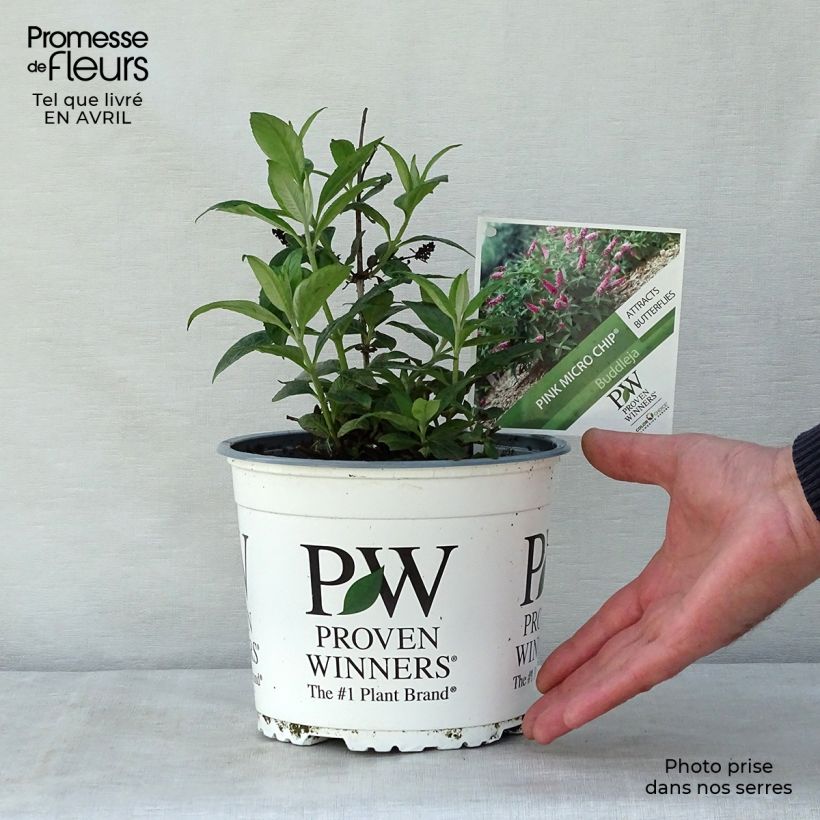 Example of Vlinderstruik Lo and Behold Roze Micro Chip - Buddleja davidii Pot van 3 l/4 l as you get in printemps
